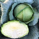 藍王 20ml キャベツ