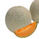 クインシー719 100粒 めろん メロン 舐瓜 ウエキ交配 横浜植木