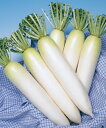 春神楽大根 タキイ交配 3L5千粒5センR 大根 ダイコン だいこん