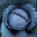 プレミアレッド コート5000粒 キャベツ