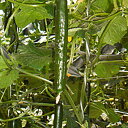 カレラ 350粒 胡瓜 キュウリ きゅうり