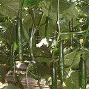 なつぞら 350粒 胡瓜 キュウリ きゅうり