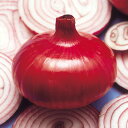 くれない 100g 玉ねぎ たまねぎ 玉葱 タマネギ 中原採種場