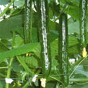 みれい705号 350粒　胡瓜 キュウリ きゅうり