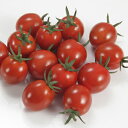 スイートマスコット 1000粒 トマト とまと 蕃茄