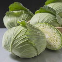 夢いぶき タキイ交配 L5千粒5センR キャベツ