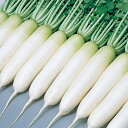 献夏37号大根 2dl 大根 ダイコン だいこん