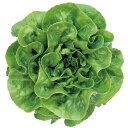 グリーンループ ペレット5000粒 レタス