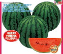 小玉　愛娘さくら 200粒 スイカ すいか 西瓜