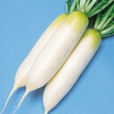 春づまり 8000粒 大根 ダイコン だいこん F1 中原採種場