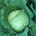 秋空 ペレット 5000粒 キャベツ