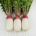 赤首ミニ大根 紅岬 2dl 大根 ダイコン だいこん 渡辺交配