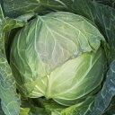 星岬SP タキイ交配 L5千粒5センR キャベツ