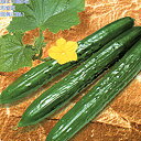 大将 350粒 胡瓜 キュウリ きゅうり