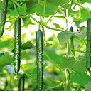 春栄 350粒 胡瓜 キュウリ きゅうり