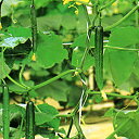 オーシャン2 350粒 胡瓜 キュウリ きゅうり