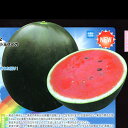 小玉　なつここあ 200粒 スイカ すいか 西瓜