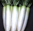 お徳 2dl 大根 ダイコン だいこん 渡辺交配
