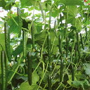 シャープ50(S-50) 350粒 胡瓜 キュウリ きゅうり