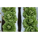 UC-401 Lコート5000粒 レタス ウエキ育成 横浜植木