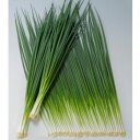 グリーンライン 1L 葱 ネギ ねぎ ヤエ交配