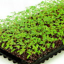 PRIMAX バックアタック 台木トマト PRIMAX1000粒 トマト とまと 蕃茄