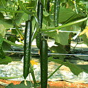 恵の風 350粒 胡瓜 キュウリ きゅうり