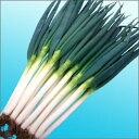 夏一心 2dl 葱 ネギ ねぎ 渡辺交配