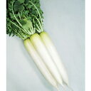 春名人 2dl 大根 ダイコン だいこん