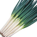 冬一心 2dl 葱 ネギ ねぎ 渡辺交配