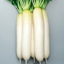 秋こまち 8000粒 大根 ダイコン だいこん F1 中原採種場