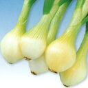 センチュリー2号 100g玉ねぎ たまねぎ 玉葱 タマネギ 中原採種場