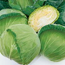 YR若空甘藍 タキイ交配 L5千粒5センR キャベツ 甘藍 かんらん カンラン