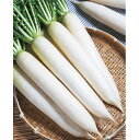 冬神楽大根 タキイ交配 3L5千粒5センR 大根 ダイコン だいこん