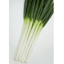 一翠太 2dl 葱 ネギ ねぎ