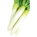 豊秋 8000粒 大根 ダイコン だいこん