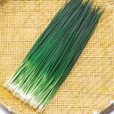 冬彦 1l 葱 ネギ ねぎ F1 中原採種場