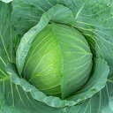 NEW シュシュ(MKS-C183) ペレット 5000粒 キャベツ