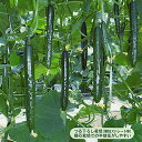 千秀2号(609) 350粒 胡瓜 キュウリ きゅうり