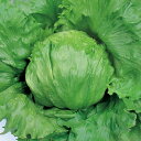 ターンオーバー ペレット5000粒 レタス