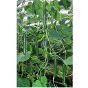 コラソン 350粒 胡瓜 キュウリ きゅうり北星 350粒 ときわ交配