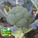 ラウンドスター 5000粒(Lコート) ブロッコリー