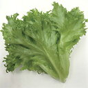 リーフレタス スマシャキ コート 5000粒 レタス