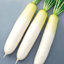 晩抽つやこまち大根 8000粒 大根 ダイコン だいこん F1 中原採種場