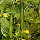 豊美1号 350粒 胡瓜 キュウリ きゅうり