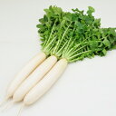 サラホワイト PVP 2dl 大根 ダイコン だいこん 一代交配　