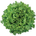 オーバーヘッド ペレット5000粒 レタス