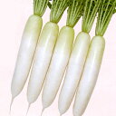 春のきらめき 10000粒 大根 ダイコン だいこん 渡辺交配