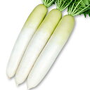 春かなで コート5000粒 大根 ダイコン だいこん 宇治交配