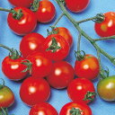 レッドピグミー 1000粒 トマト とまと 蕃茄 F1 中原採種場